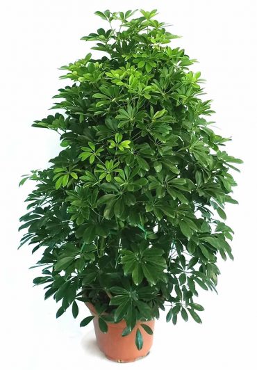 Šeflera: zeleni izvor sreće sa australijskim korenima